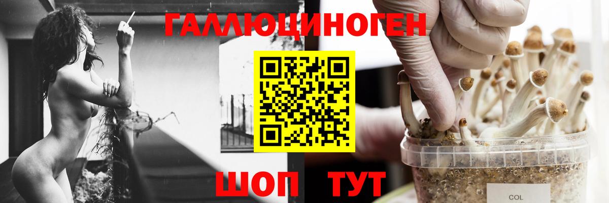Славгород  Псилоцибиновые грибы Magic Shrooms  купить   Вход с VPN  Галлюциногенные грибы мицелий 